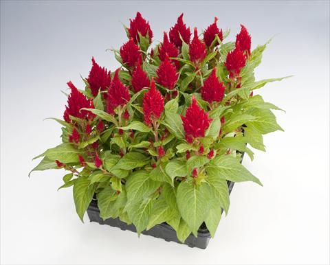 Photos von Blumenvarianten benutzt als: Topf Celosia plumosa Glorious Red