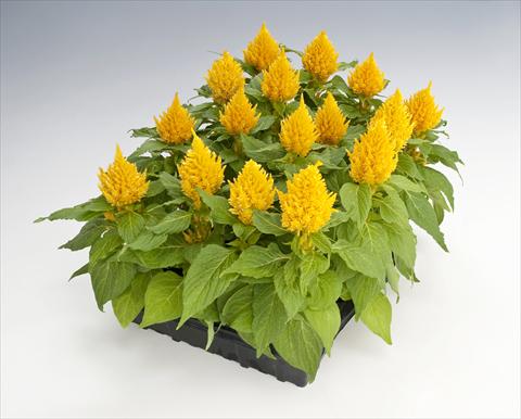 Photos von Blumenvarianten benutzt als: Topf Celosia plumosa Glorious Yellow