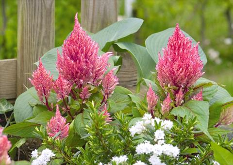 Photos von Blumenvarianten benutzt als: Topf Celosia plumosa Smart Look Romantica