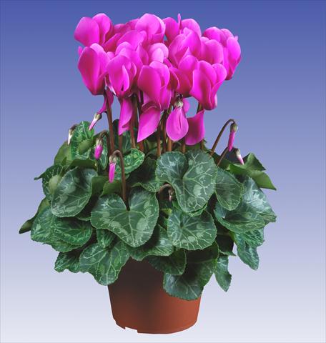 Photos von Blumenvarianten benutzt als: Topf und Beet Cyclamen persicum Super Serie® Allure® F1 Light Violet