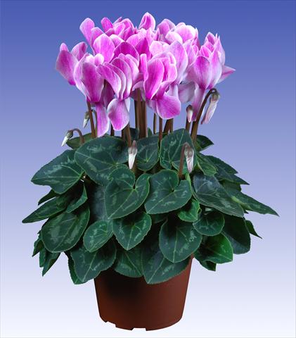 Photos von Blumenvarianten benutzt als: Topf und Beet Cyclamen persicum Super Serie® Allure® F1 Violet Flamed