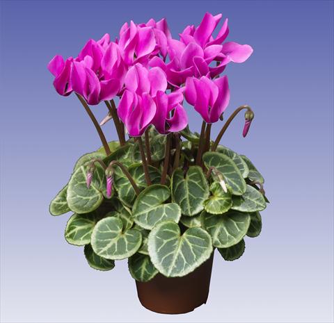 Photos von Blumenvarianten benutzt als: Topf und Beet Cyclamen persicum Super Serie® Da Vinci® F1 Light Violet