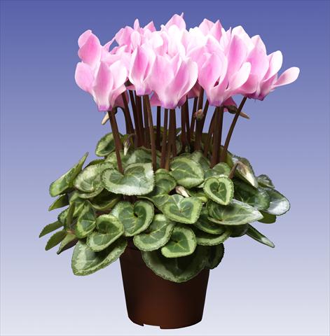 Photos von Blumenvarianten benutzt als: Topf und Beet Cyclamen persicum Super Serie® Da Vinci® F1 Neon Flamed