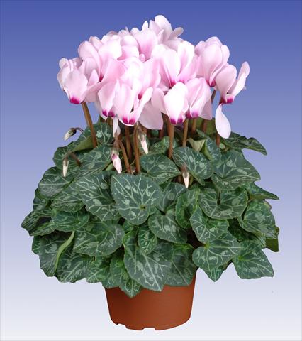 Photos von Blumenvarianten benutzt als: Topf und Beet Cyclamen persicum Super Serie® Macro™ F1 Light with Eye