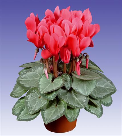 Photos von Blumenvarianten benutzt als: Topf und Beet Cyclamen persicum Super Serie® Michelangelo® F1 Light Salmon Pink