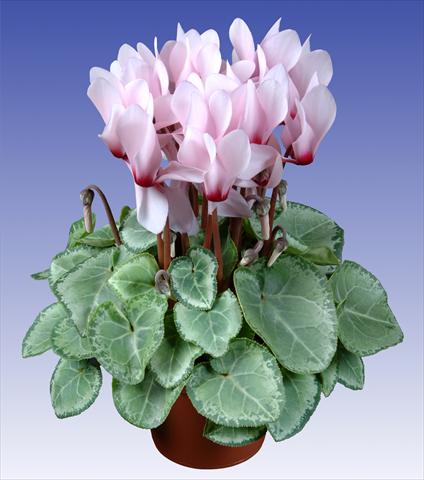Photos von Blumenvarianten benutzt als: Topf und Beet Cyclamen persicum Super Serie® Michelangelo® F1 Light with Eye