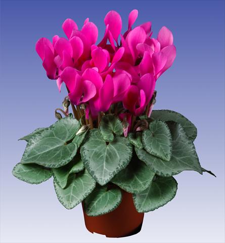 Photos von Blumenvarianten benutzt als: Topf und Beet Cyclamen persicum Super Serie® Michelangelo® F1 Neon Pink