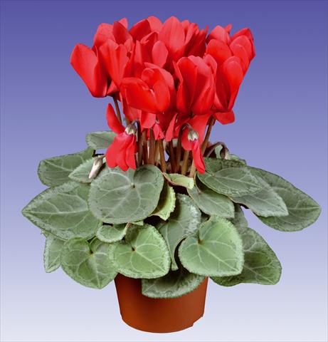 Photos von Blumenvarianten benutzt als: Topf und Beet Cyclamen persicum Super Serie® Michelangelo® F1 Red