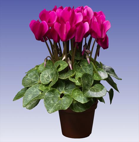Photos von Blumenvarianten benutzt als: Topf und Beet Cyclamen persicum Super Serie® Mini Winter™ F1 Deep Dark Violet