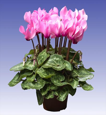 Photos von Blumenvarianten benutzt als: Topf und Beet Cyclamen persicum Super Serie® Mini Winter™ F1 Light Neon Pink