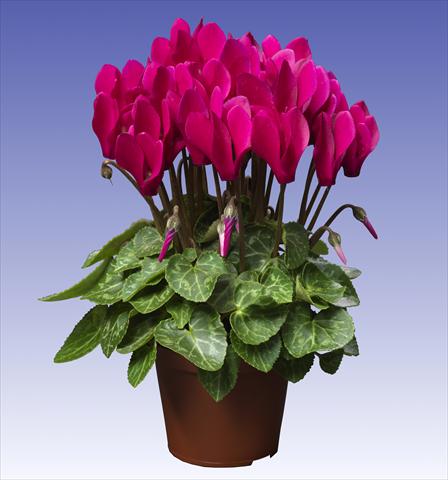 Photos von Blumenvarianten benutzt als: Topf und Beet Cyclamen persicum Super Serie® Verano® F1 Deep Dark Violet