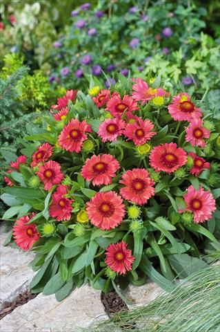 Photos von Blumenvarianten benutzt als: Topf und Beet Gaillardia Arizona Red Shades