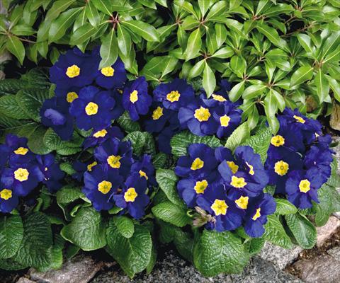 Photos von Blumenvarianten benutzt als: Topf und Beet Primula elatior Piano Blue