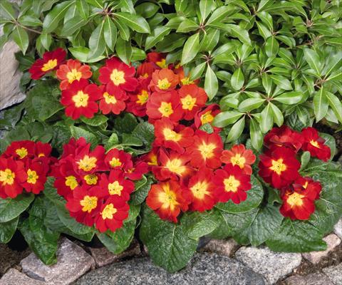 Photos von Blumenvarianten benutzt als: Topf und Beet Primula elatior Piano Fire