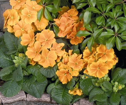Photos von Blumenvarianten benutzt als: Topf und Beet Primula elatior Piano Orange