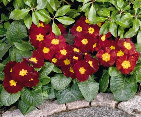 Photos von Blumenvarianten benutzt als: Topf und Beet Primula elatior Piano Red