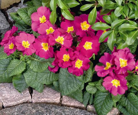 Photos von Blumenvarianten benutzt als: Topf und Beet Primula elatior Piano Rose