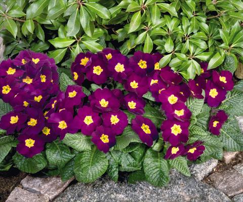 Photos von Blumenvarianten benutzt als: Topf und Beet Primula elatior Piano Violet