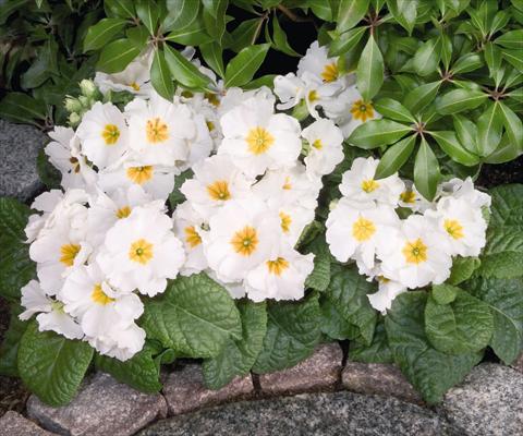 Photos von Blumenvarianten benutzt als: Topf und Beet Primula elatior Piano White