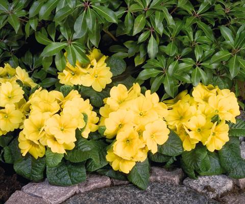 Photos von Blumenvarianten benutzt als: Topf und Beet Primula elatior Piano Yellow