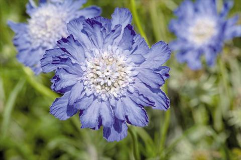 Photos von Blumenvarianten benutzt als: Topf und Beet Scabiosa caucasica Fama® Deep Blue