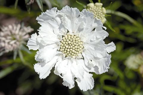 Photos von Blumenvarianten benutzt als: Topf und Beet Scabiosa caucasica Fama® White