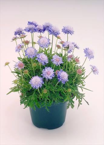 Photos von Blumenvarianten benutzt als: Topf und Beet Scabiosa japonica Ritz Blue Improved