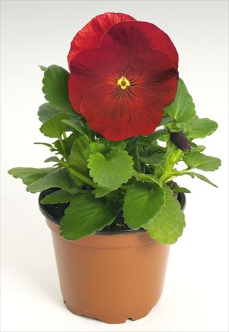 Photos von Blumenvarianten benutzt als: Topf und Beet Viola wittrockiana Inspire® Scarlet