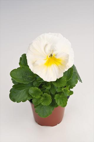 Photos von Blumenvarianten benutzt als: Topf und Beet Viola wittrockiana Thriller® Primrose