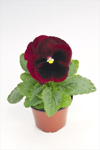Photos von Blumenvarianten benutzt als: Topf und Beet Viola wittrockiana Thriller® Red with Blotch