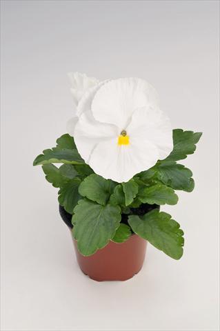 Photos von Blumenvarianten benutzt als: Topf und Beet Viola wittrockiana Thriller® White