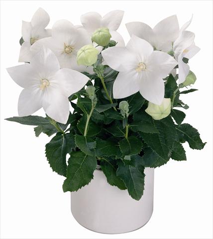 Photos von Blumenvarianten benutzt als: Topf und Beet Platycodon Astra White