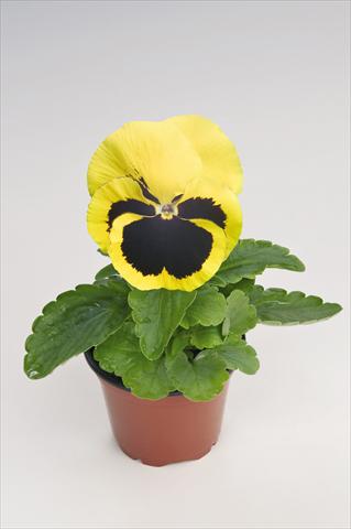 Photos von Blumenvarianten benutzt als: Topf und Beet Viola wittrockiana Thriller® Yellow with Blotch