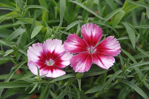 Photos von Blumenvarianten benutzt als: Topf und Beet Dianthus Venti Parfeit Crimson Eye