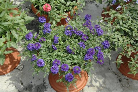 Photos von Blumenvarianten benutzt als: Topf, Terrasse, Ampel. Verbena Vepita Blu