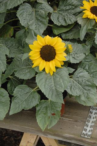 Photos von Blumenvarianten benutzt als: Topf und Beet Helianthus annuus Miss Sunshine compatto