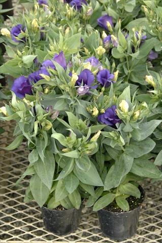 Photos von Blumenvarianten benutzt als: Topf Lisianthus F.1 Carmen Blu