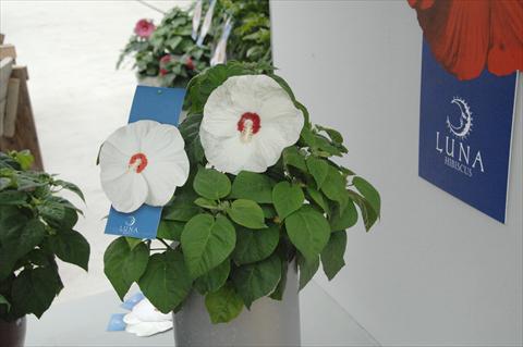 Photos von Blumenvarianten benutzt als: Topf und Beet Hibiscus moscheutos Luna Mix