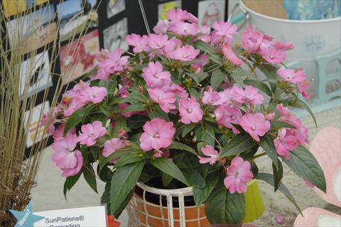 Photos von Blumenvarianten benutzt als: Topf und Beet Impatiens N. Guinea Sunpatiens® Vigorous Pink