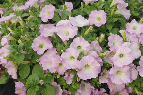 Photos von Blumenvarianten benutzt als: Topf, Terrasse, Ampel. Petunia Veranda® Pink Blush