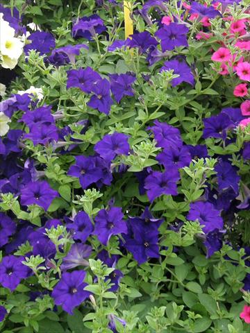 Photos von Blumenvarianten benutzt als: Topf, Terrasse, Ampel. Petunia Veranda® Blu