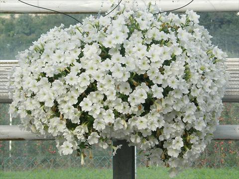 Photos von Blumenvarianten benutzt als: Topf, Terrasse, Ampel. Petunia Veranda® Bianco