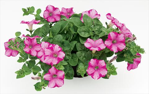 Photos von Blumenvarianten benutzt als: Topf, Terrasse, Ampel. Petunia Raspberry Blast