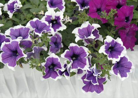 Photos von Blumenvarianten benutzt als: Topf, Terrasse, Ampel. Petunia pendula Cascadias® Violet Skirt