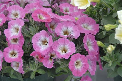 Photos von Blumenvarianten benutzt als: Topf, Terrasse, Ampel. Petunia pendula Cascadias® Mashmallow Pink