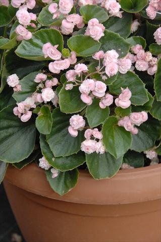 Photos von Blumenvarianten benutzt als: Topf und Beet Begonia semperflorens Paso Doble Candy Pink