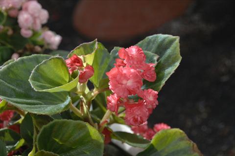 Photos von Blumenvarianten benutzt als: Topf und Beet Begonia semperflorens Paso Doble Cherry Red