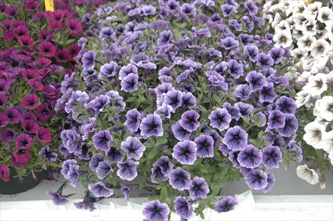 Photos von Blumenvarianten benutzt als: Topf, Terrasse, Ampel. Petunia Littletunia Blu Vein