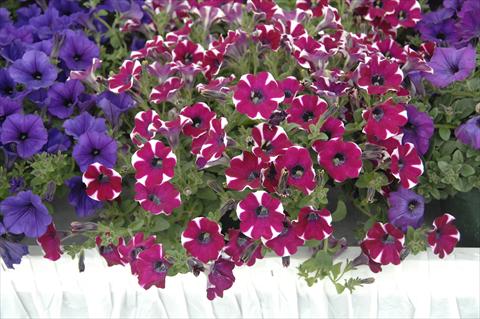 Photos von Blumenvarianten benutzt als: Topf, Terrasse, Ampel. Petunia pendula Cascadias® Cabernet