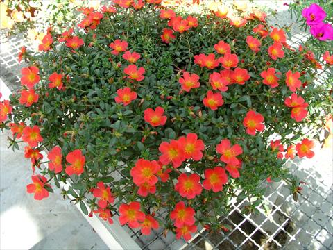 Photos von Blumenvarianten benutzt als: Topf und Beet Portulaca Amica Scarlet